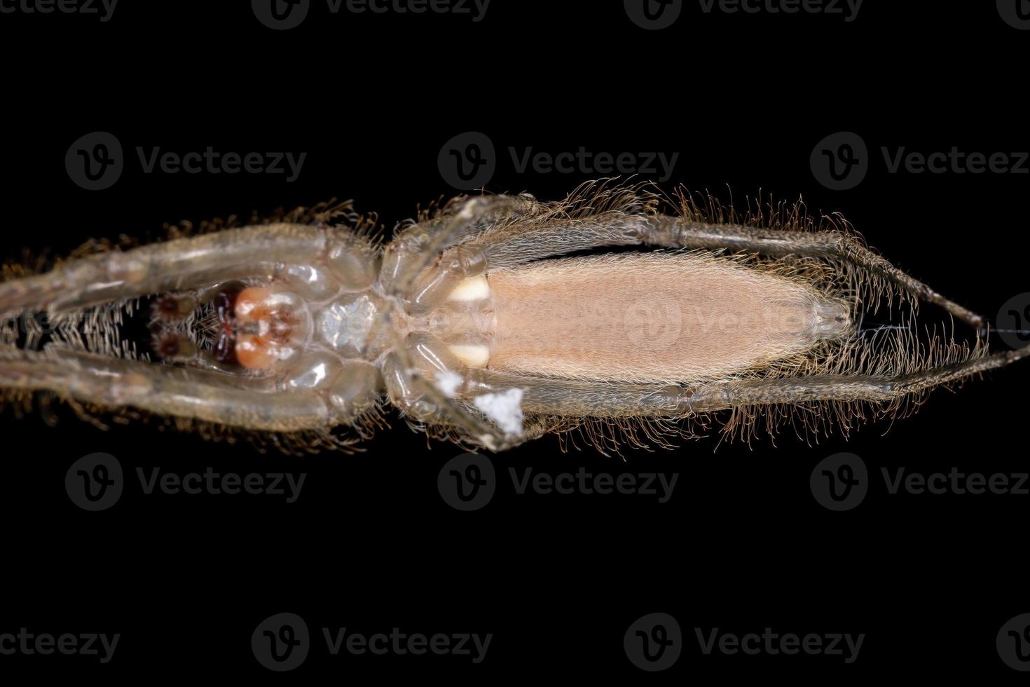 aranha caçadora de casca adulta foto