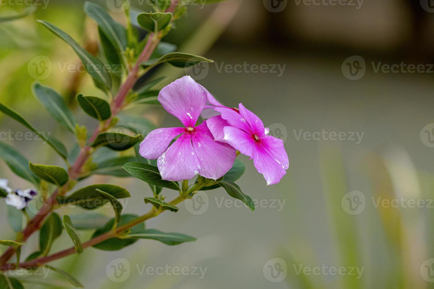 flor de pervinca rosa madagascar foto