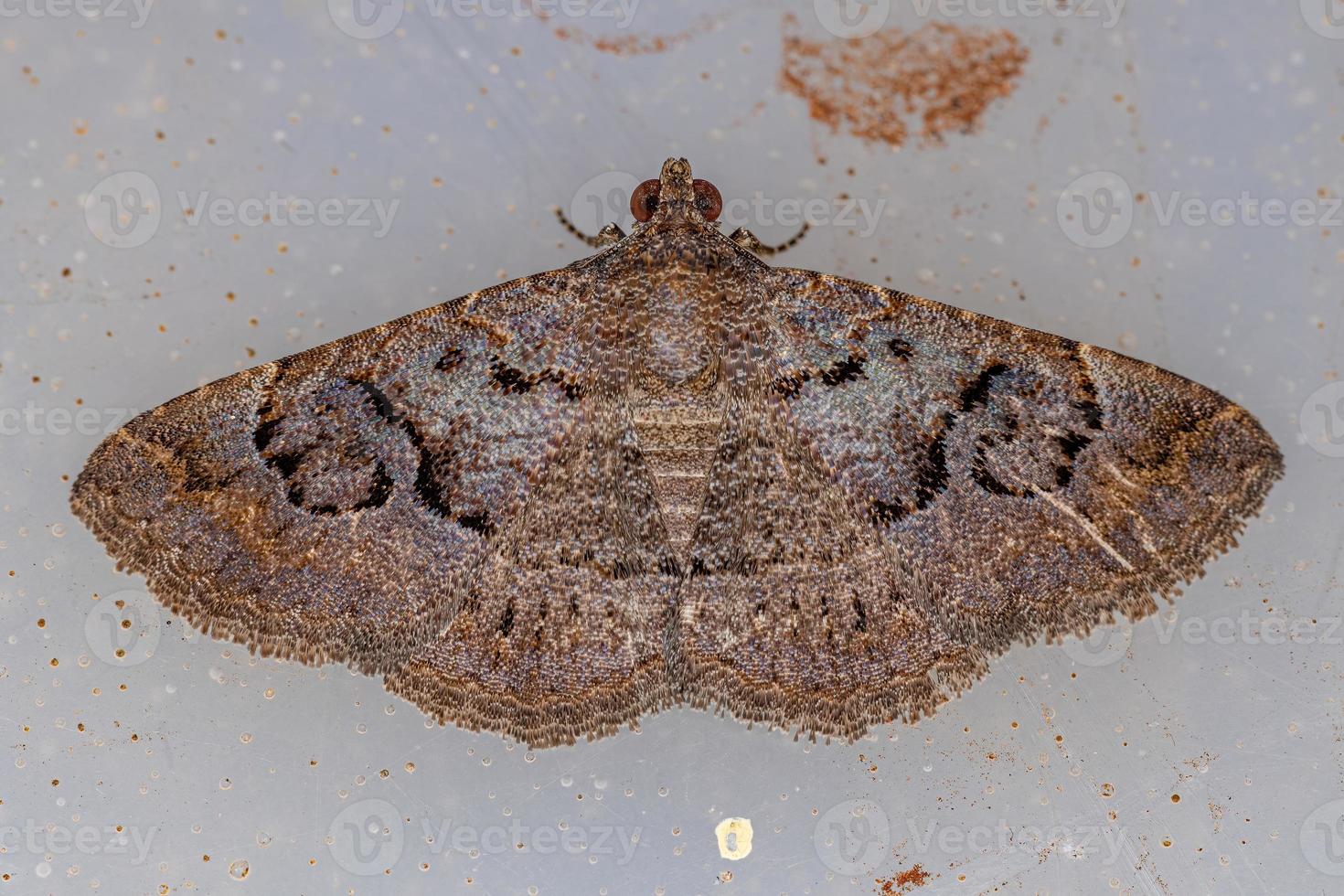 mariposa adulta underwing foto