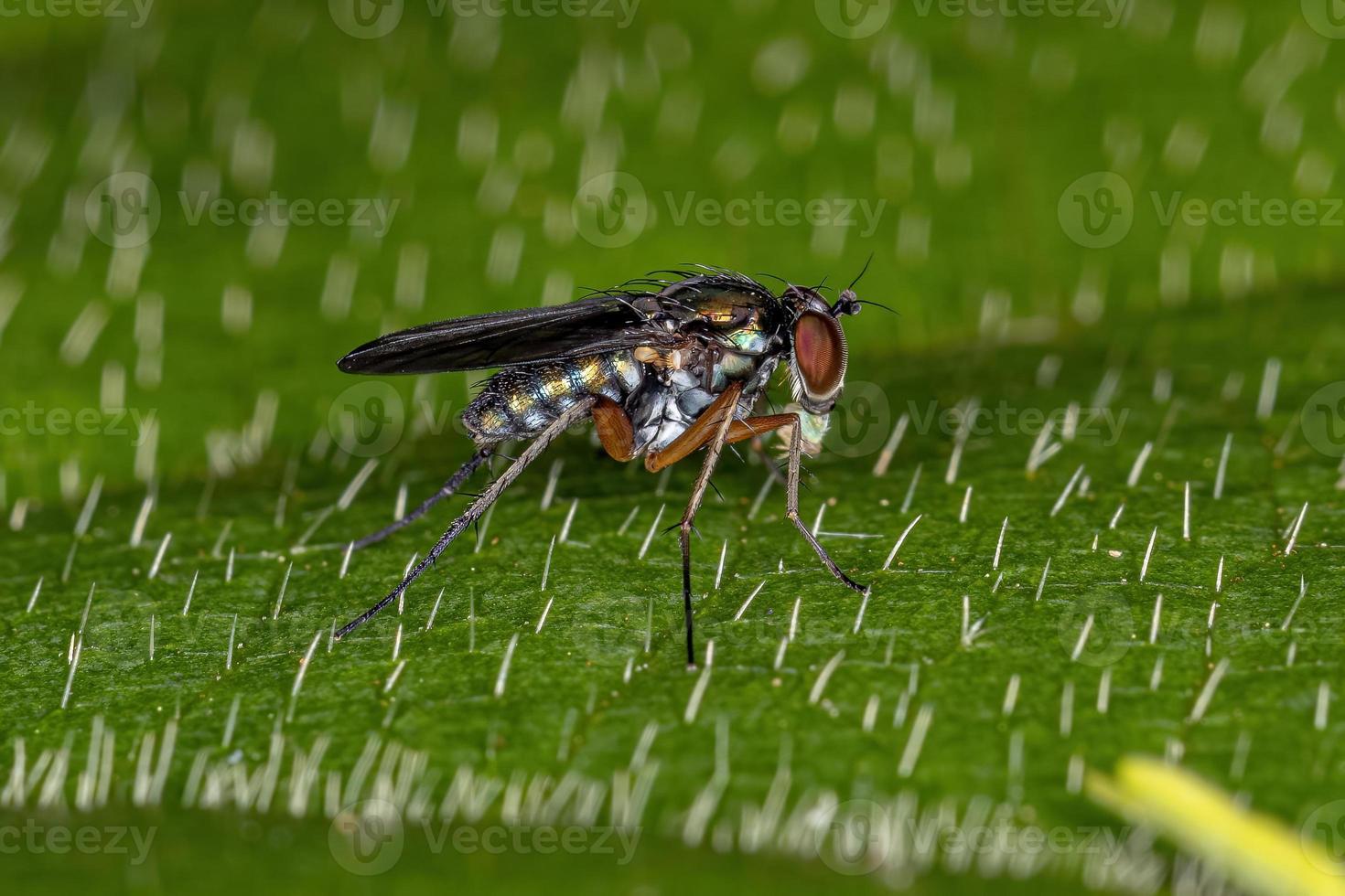 mosca adulta de pernas longas foto