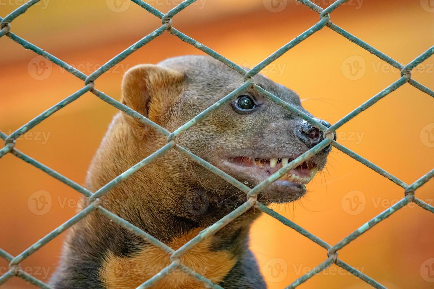 animal selvagem tayra foto