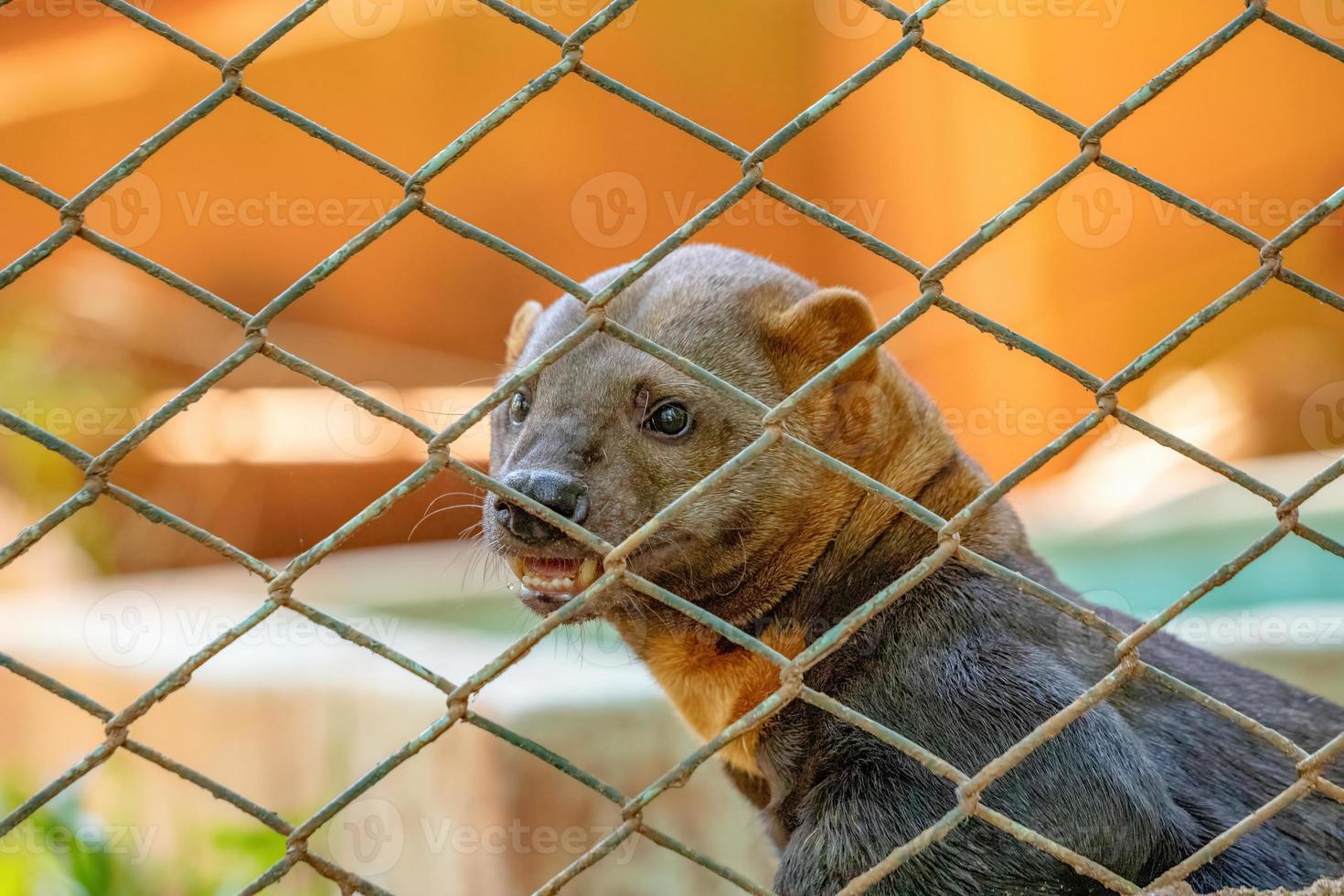 animal selvagem tayra foto