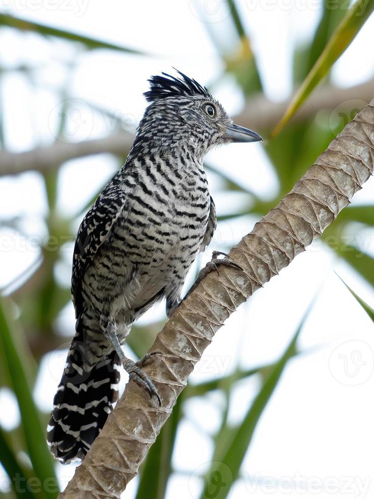 Antshrike macho brasileiro barrado foto