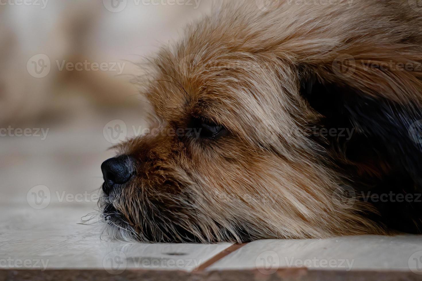 cara de cachorro doméstico foto