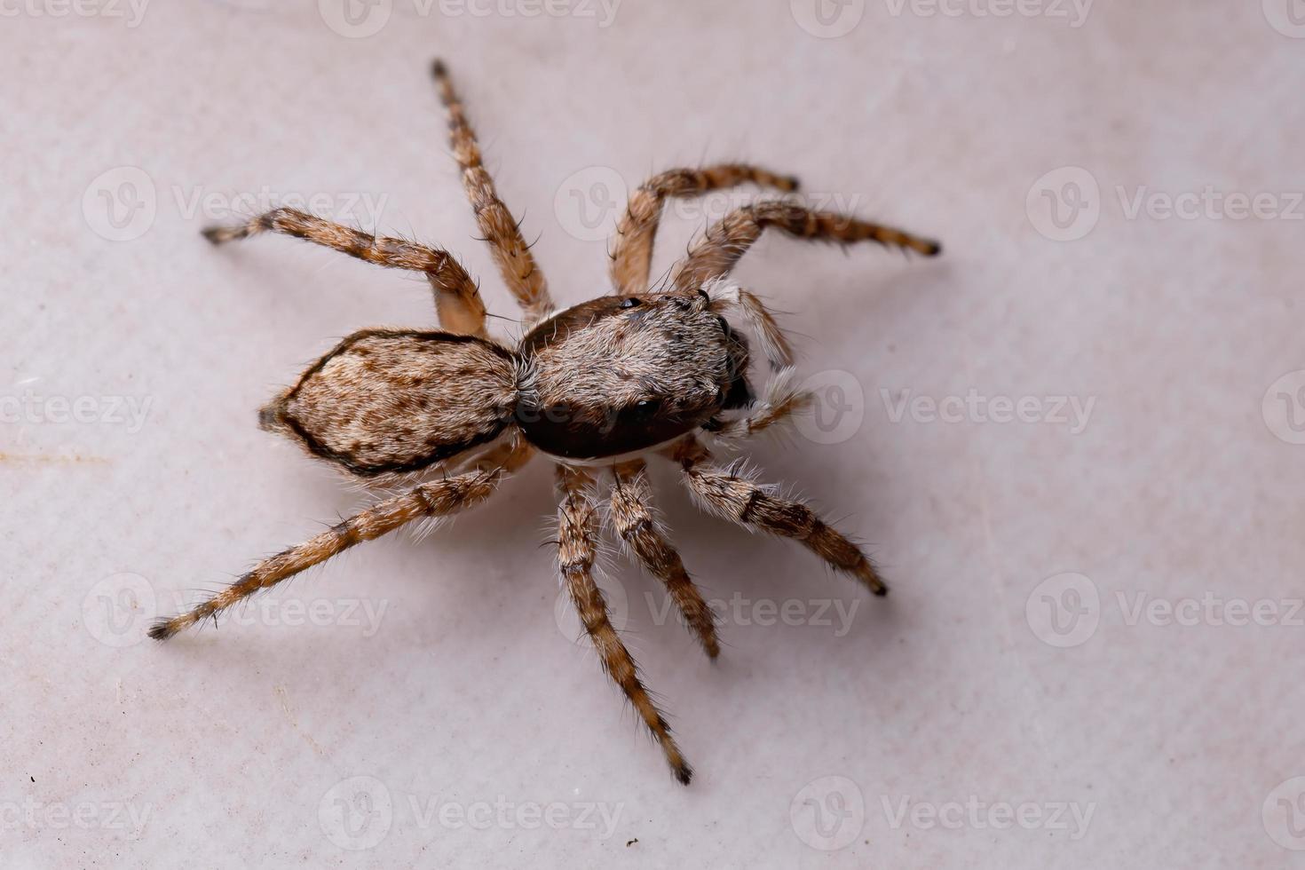 aranha saltadora de parede cinza foto