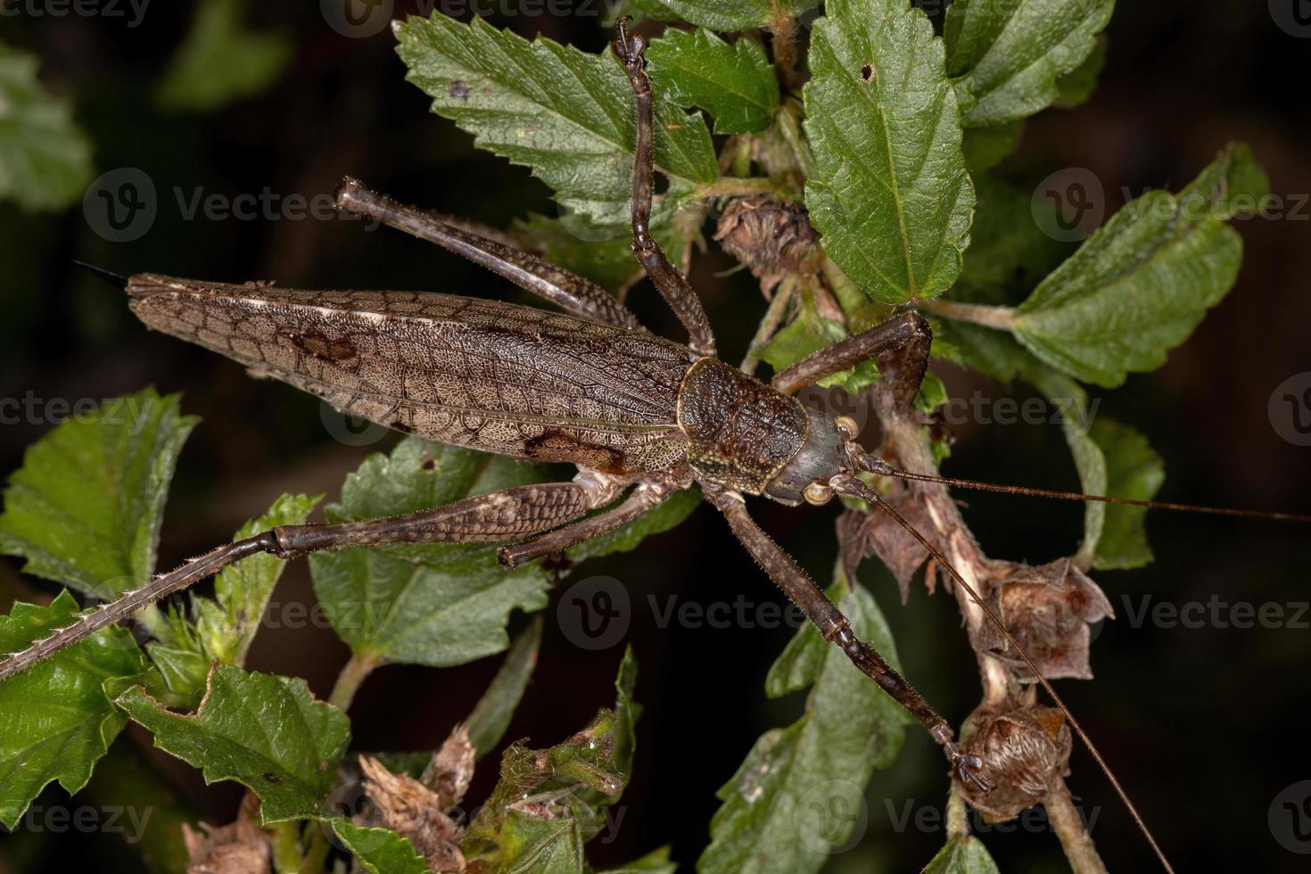 adulto verdadeiro katydid foto