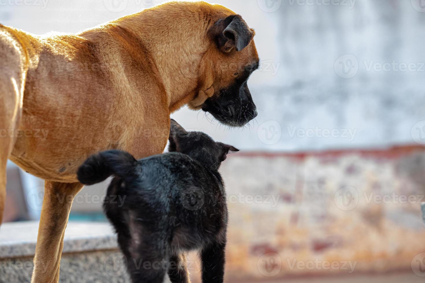 cão e gato abandonados interagindo foto