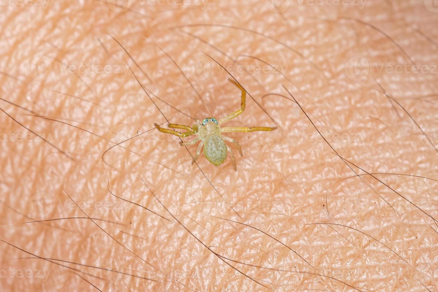 pequena aranha caranguejo foto