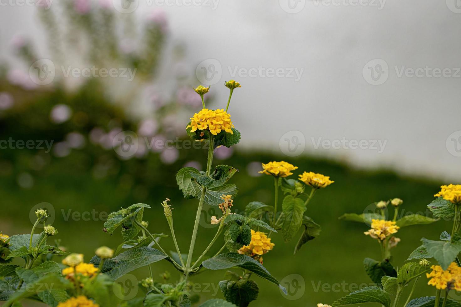 flor de lantana comum foto