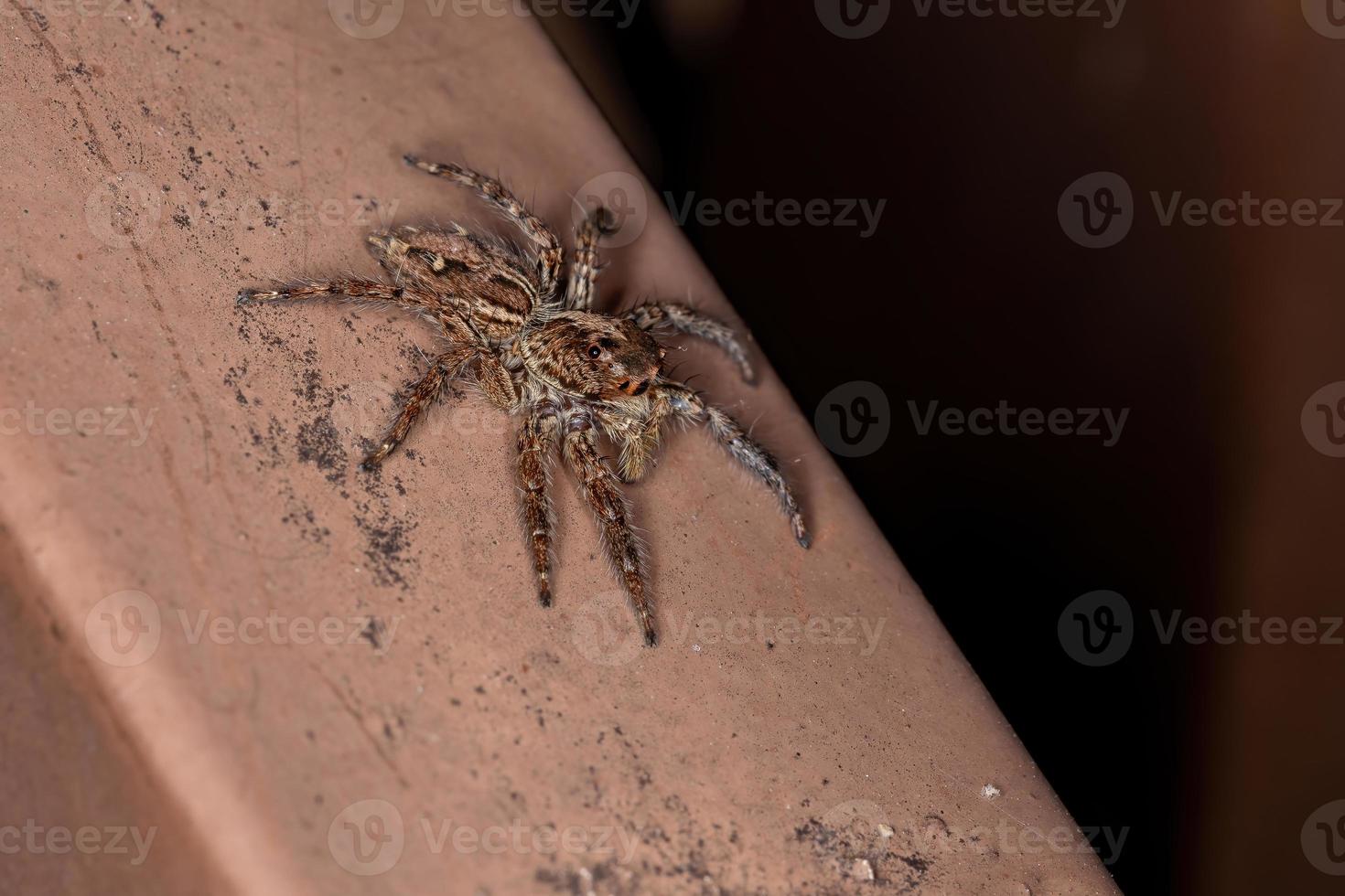 aranha saltadora pantropical foto