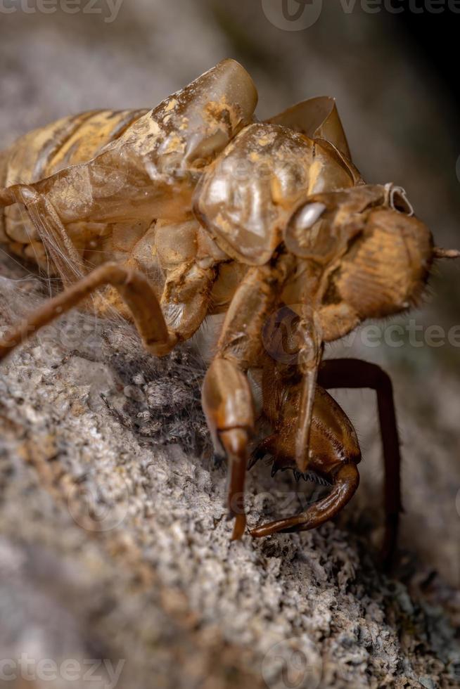 casal de aranhas saltadoras abaixo de uma exuvia de cigarra foto