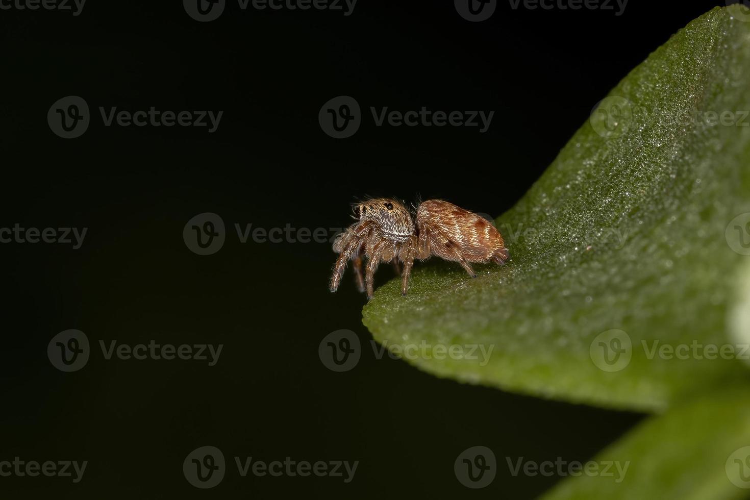 pequena aranha saltadora laranja foto