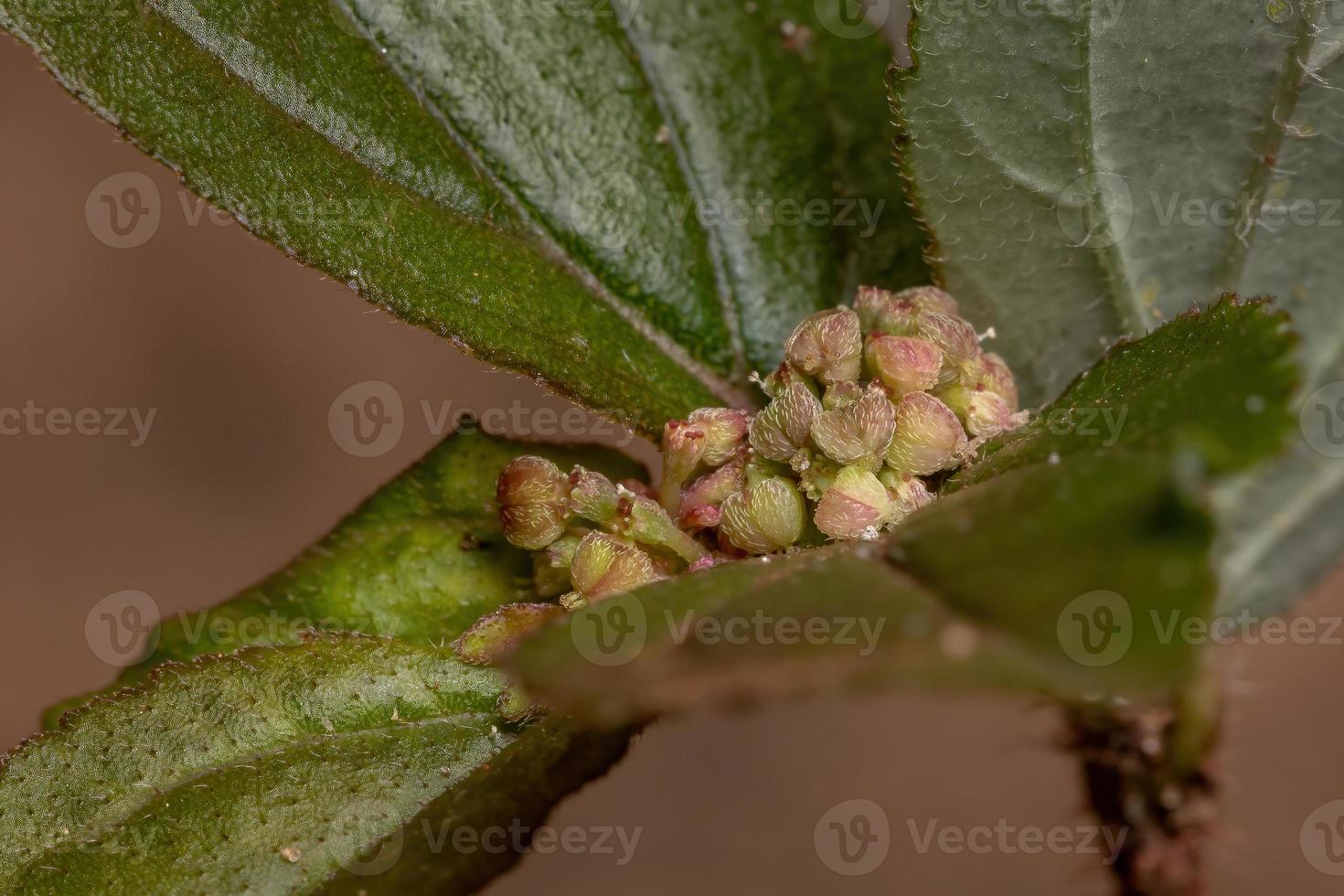 flor de uma planta de asma foto