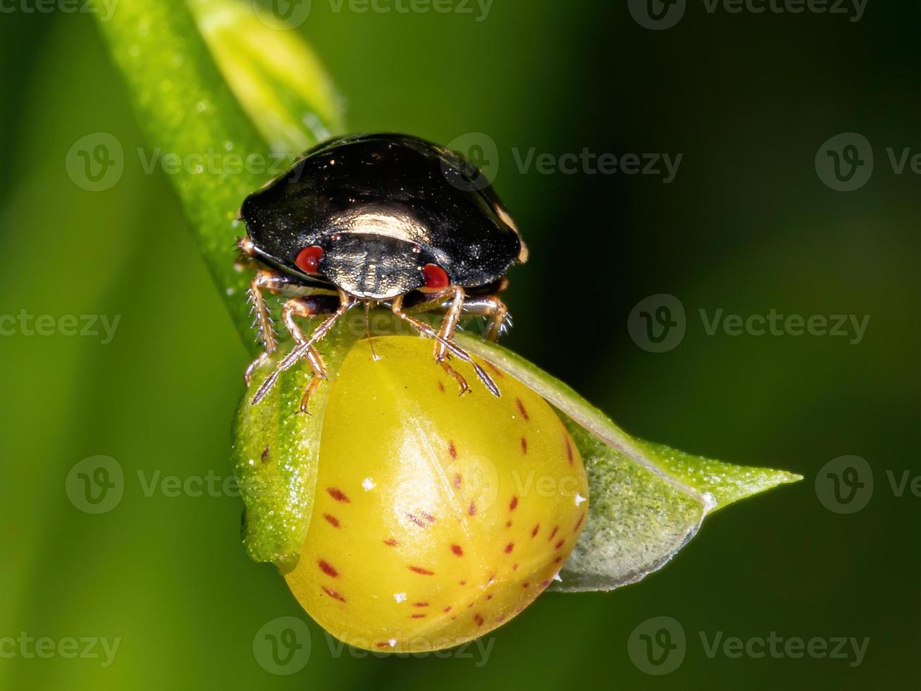 bug de ébano brasileiro foto