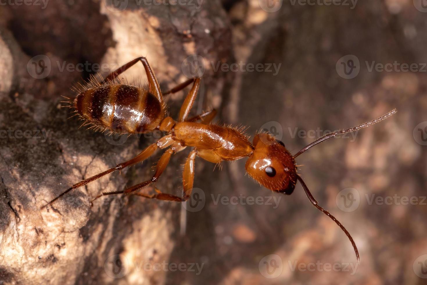 formiga carpinteira adulta foto