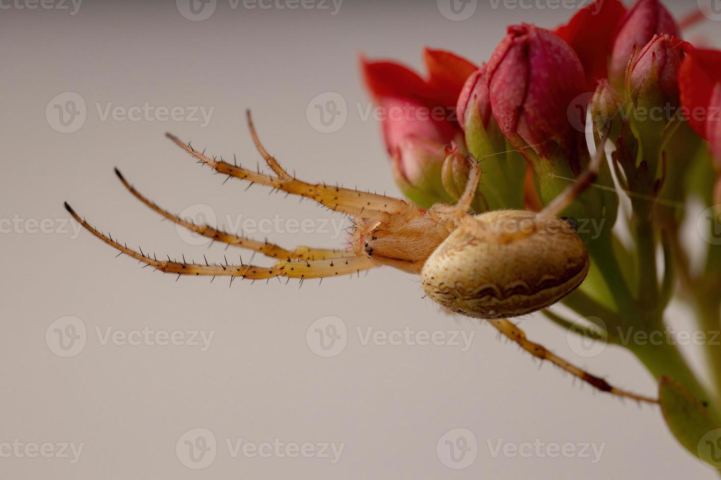 aranha neoscona grama foto