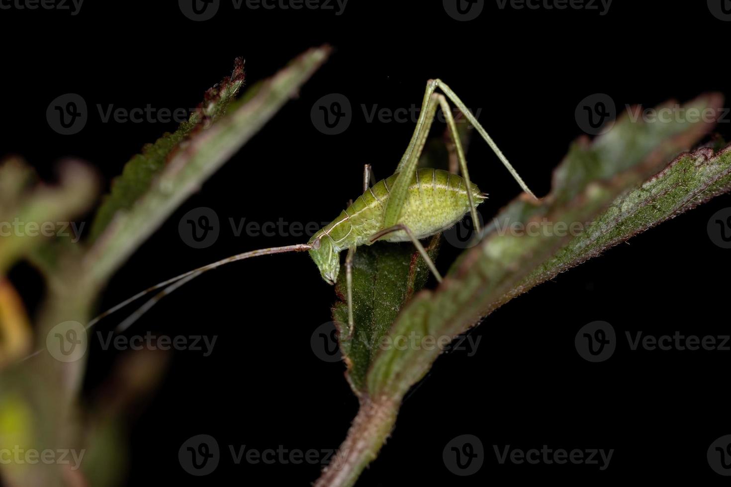 folha ninfa katydid foto