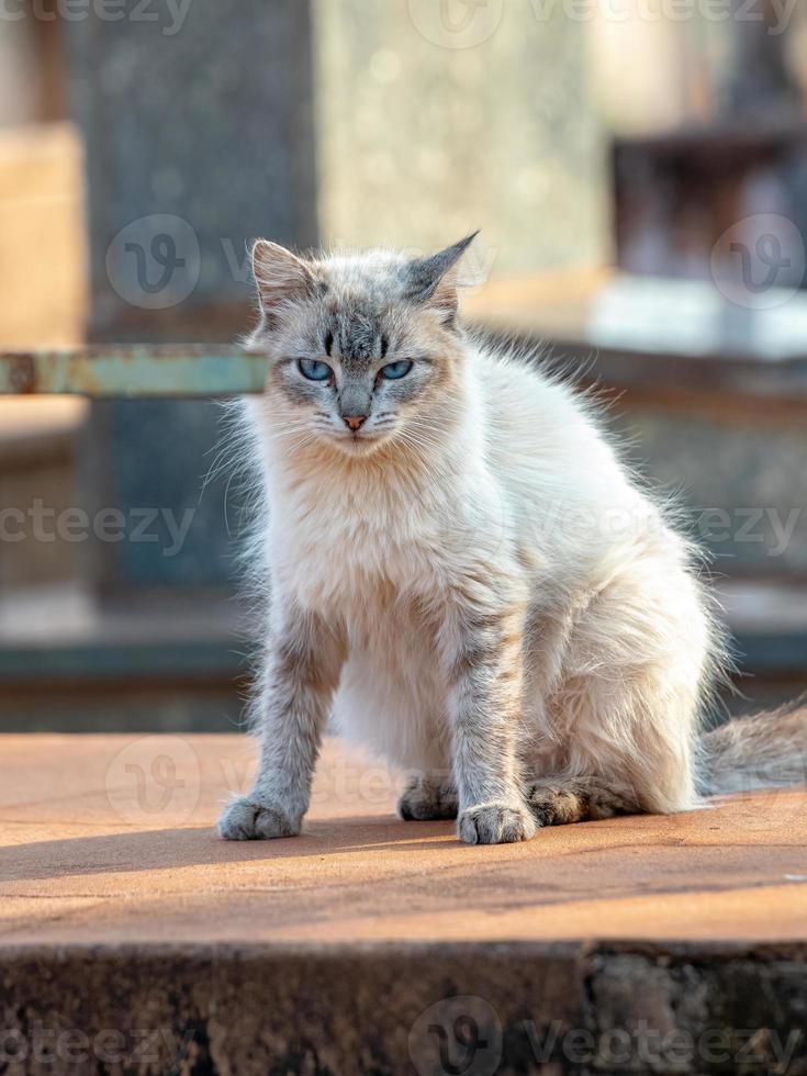 gato doméstico selvagem foto