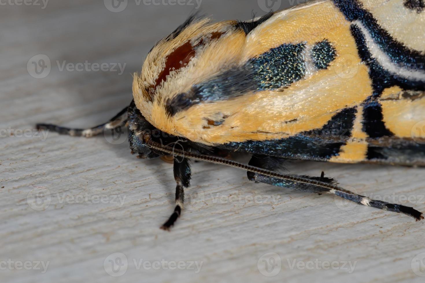 mariposa hieroglífica amarela foto