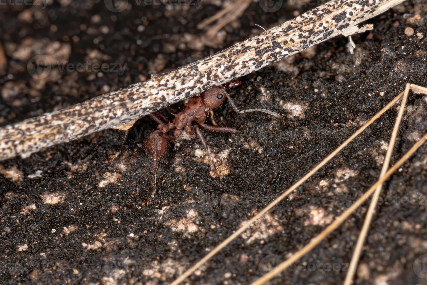 acromyrmex formiga cortadeira foto