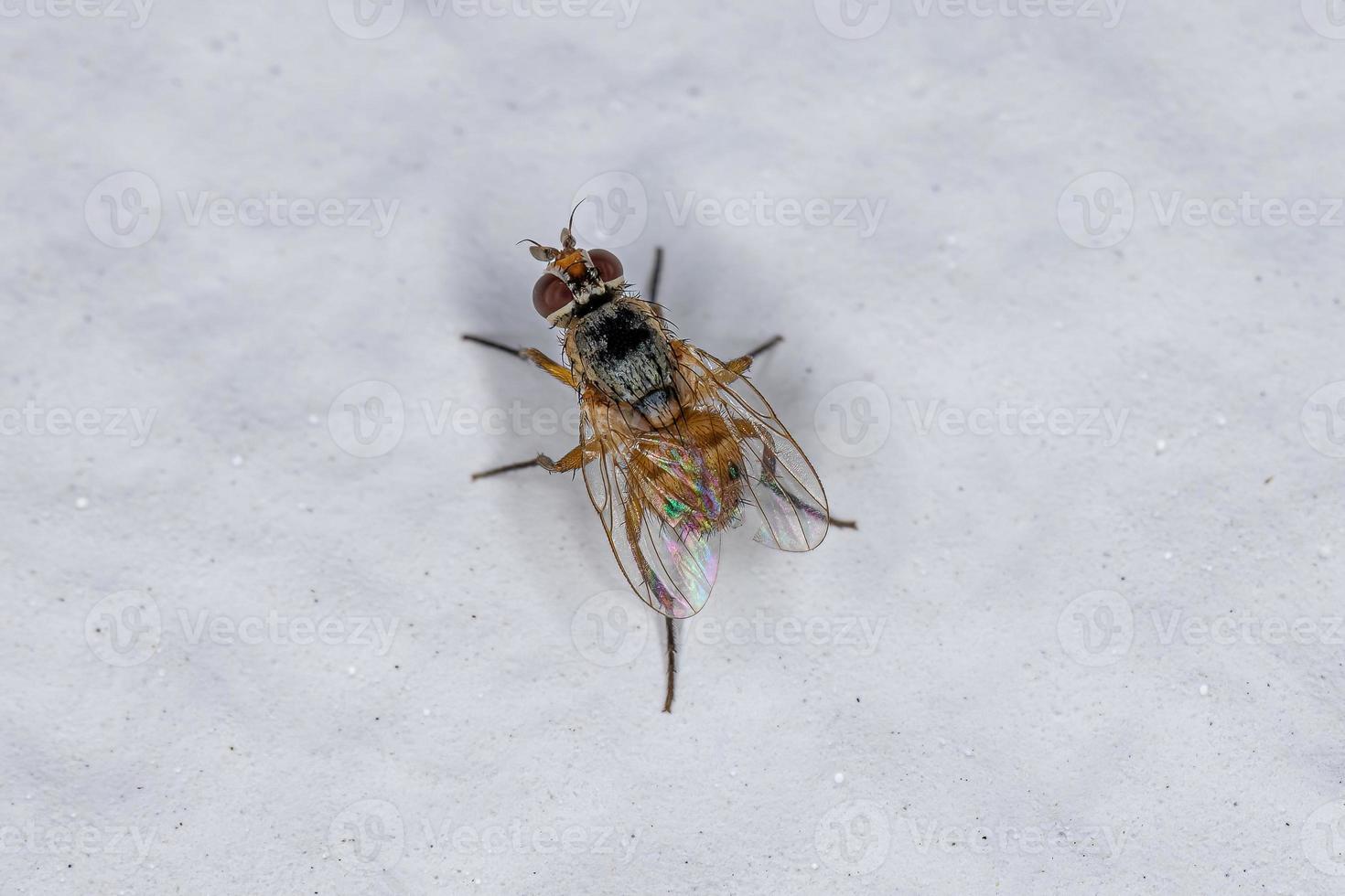 mosca doméstica adulta foto