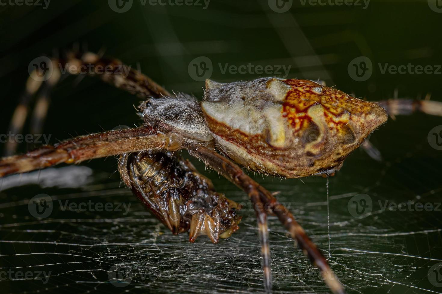 adulto feminino prateado orbweaver de jardim foto