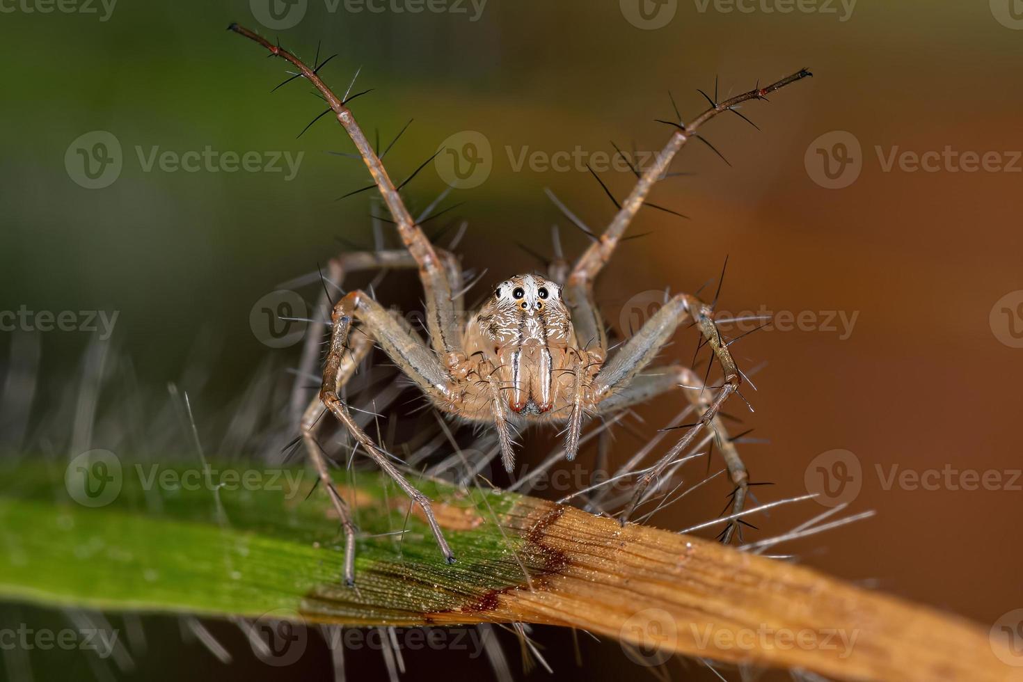 aranha lince listrada fêmea foto