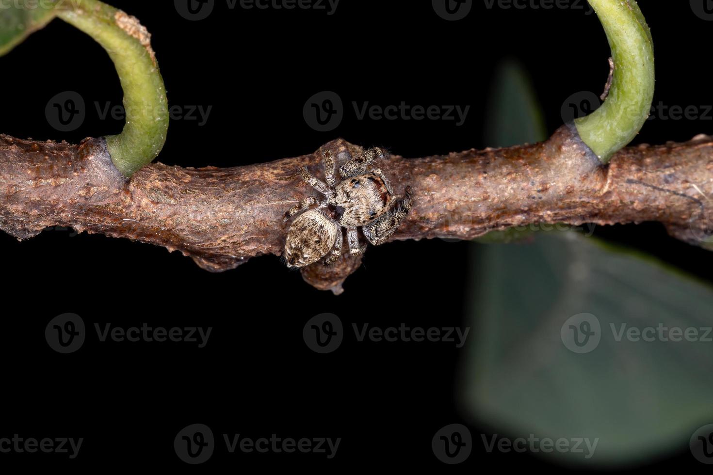 aranha saltadora adulta foto