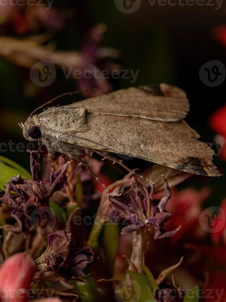 traça corujinha gráfica em uma planta com flor foto