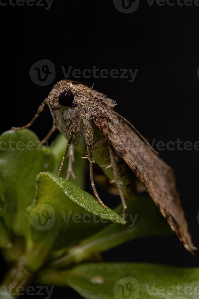 adulto gráfico owlet mariposa em uma beldroega comum foto