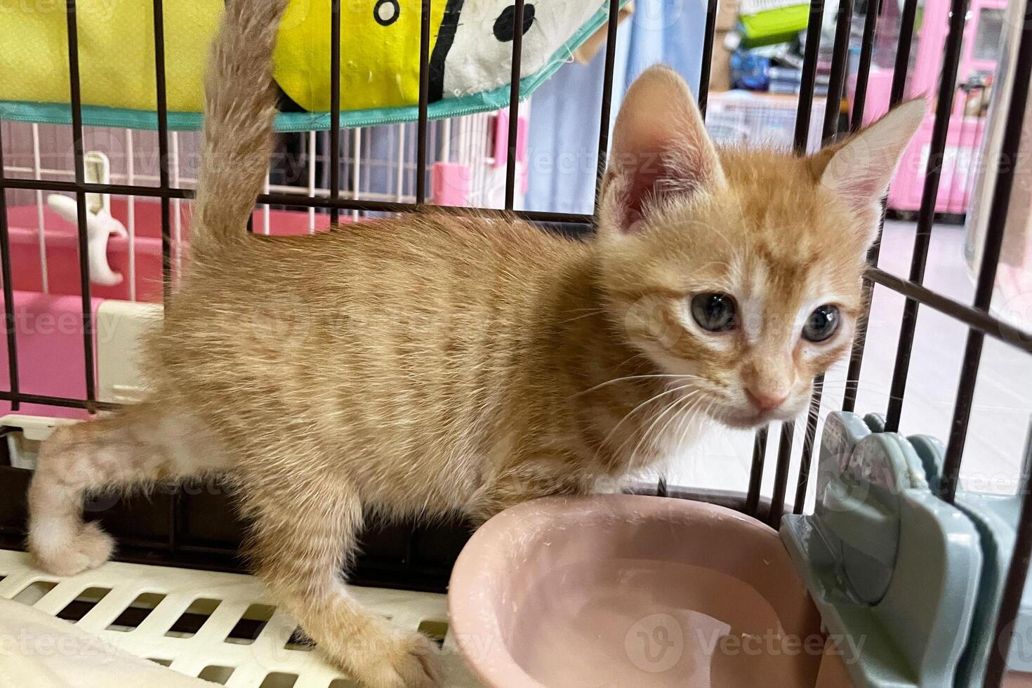 fechar-se do bebê gatinhos. animais de estimação. felinos. fechar-se retrato do uma gato dentro cela foto