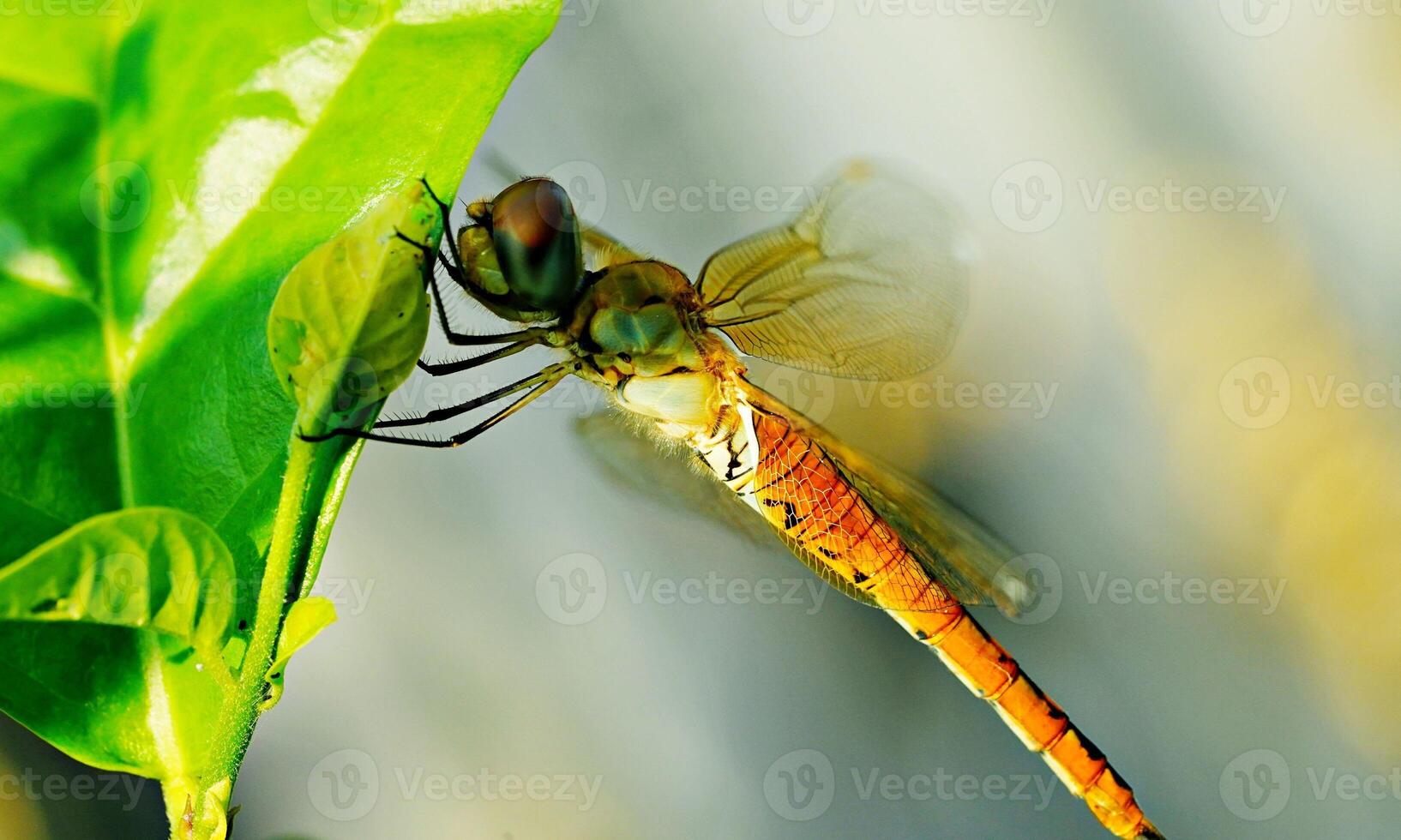 muito detalhado macro foto do uma libélula. macro tomada, mostrando detalhes do a libélula olhos e asas. lindo libélula dentro natural habitat