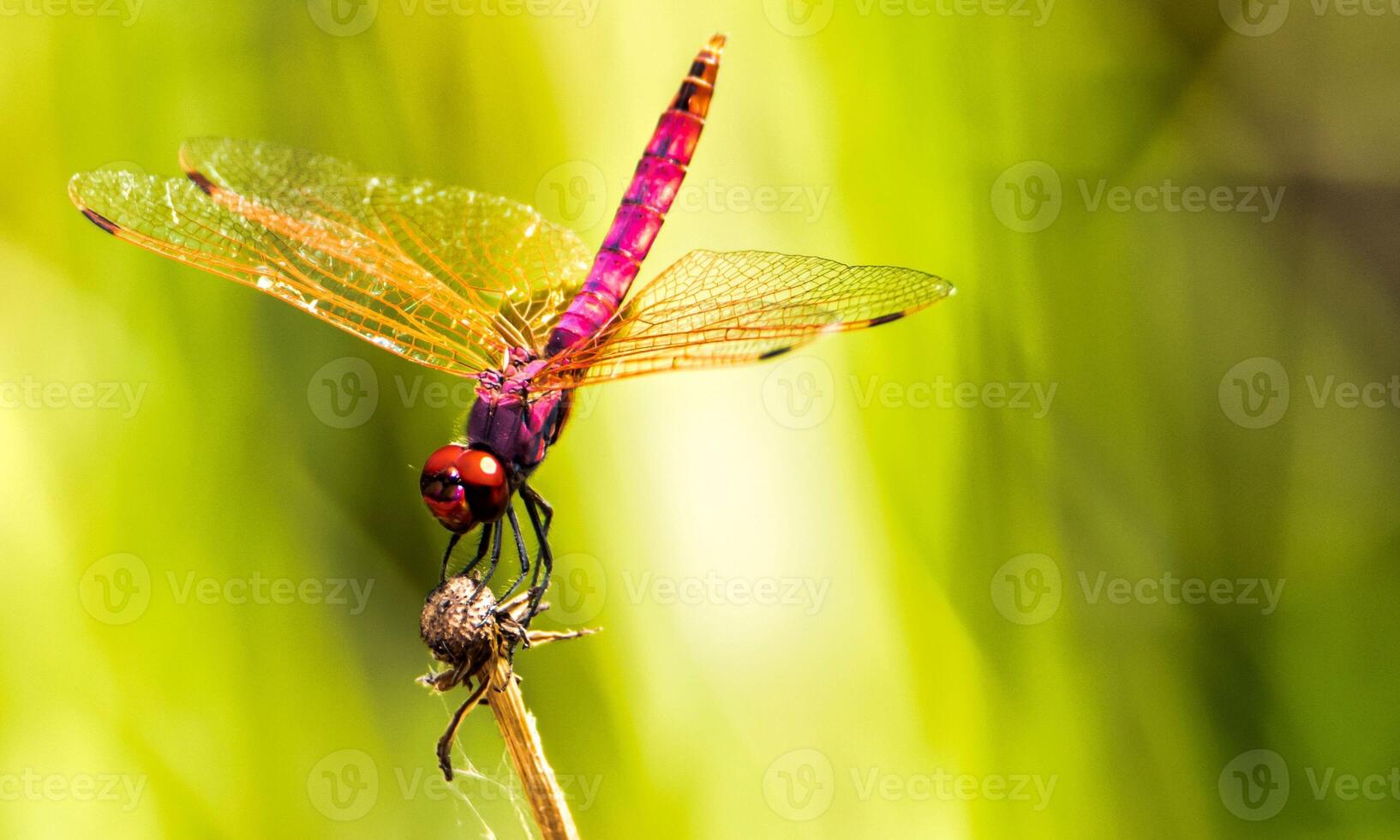 muito detalhado macro foto do uma libélula. macro tomada, mostrando detalhes do a libélula olhos e asas. lindo libélula dentro natural habitat