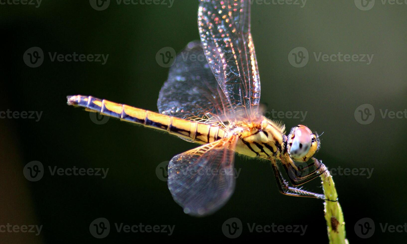 muito detalhado macro foto do uma libélula. macro tomada, mostrando detalhes do a libélula olhos e asas. lindo libélula dentro natural habitat