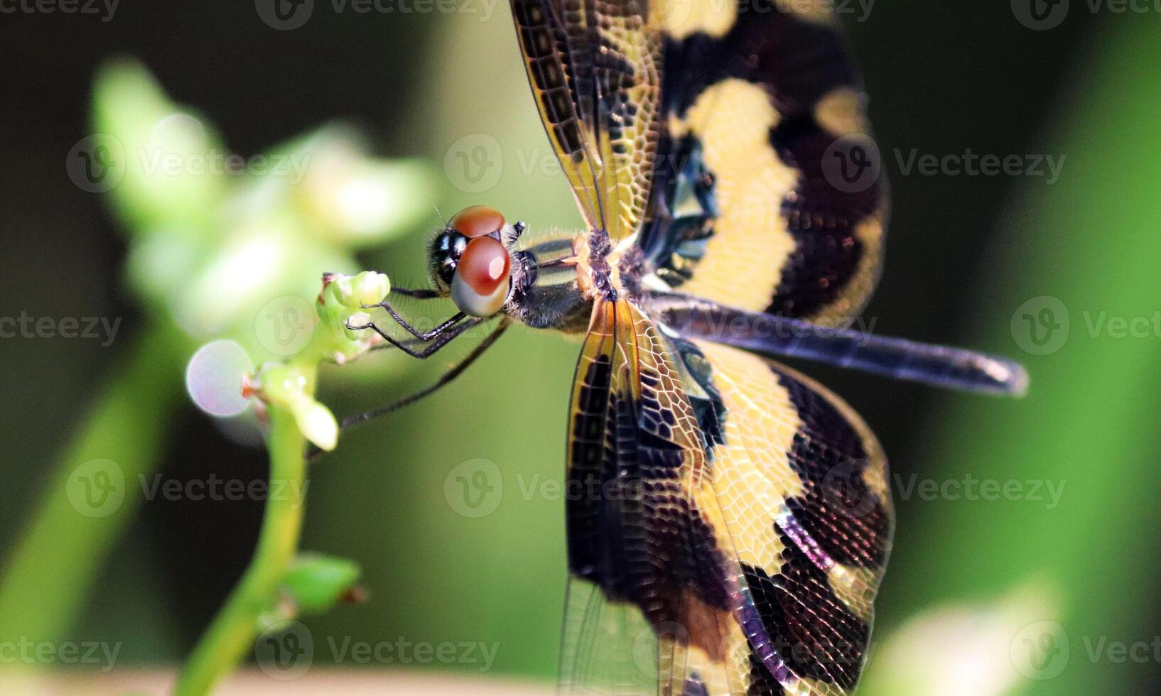 muito detalhado macro foto do uma libélula. macro tomada, mostrando detalhes do a libélula olhos e asas. lindo libélula dentro natural habitat