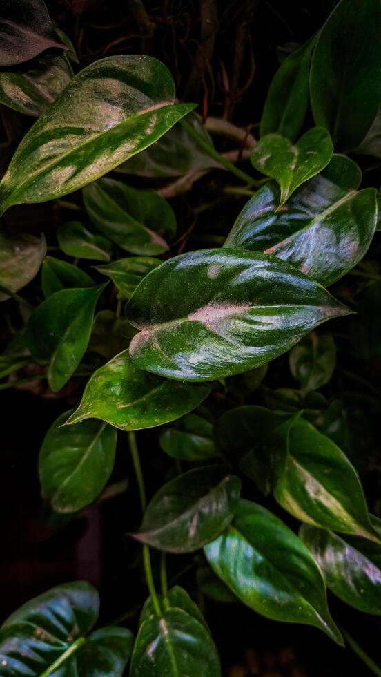 uma fechar acima do uma plantar com folhas foto