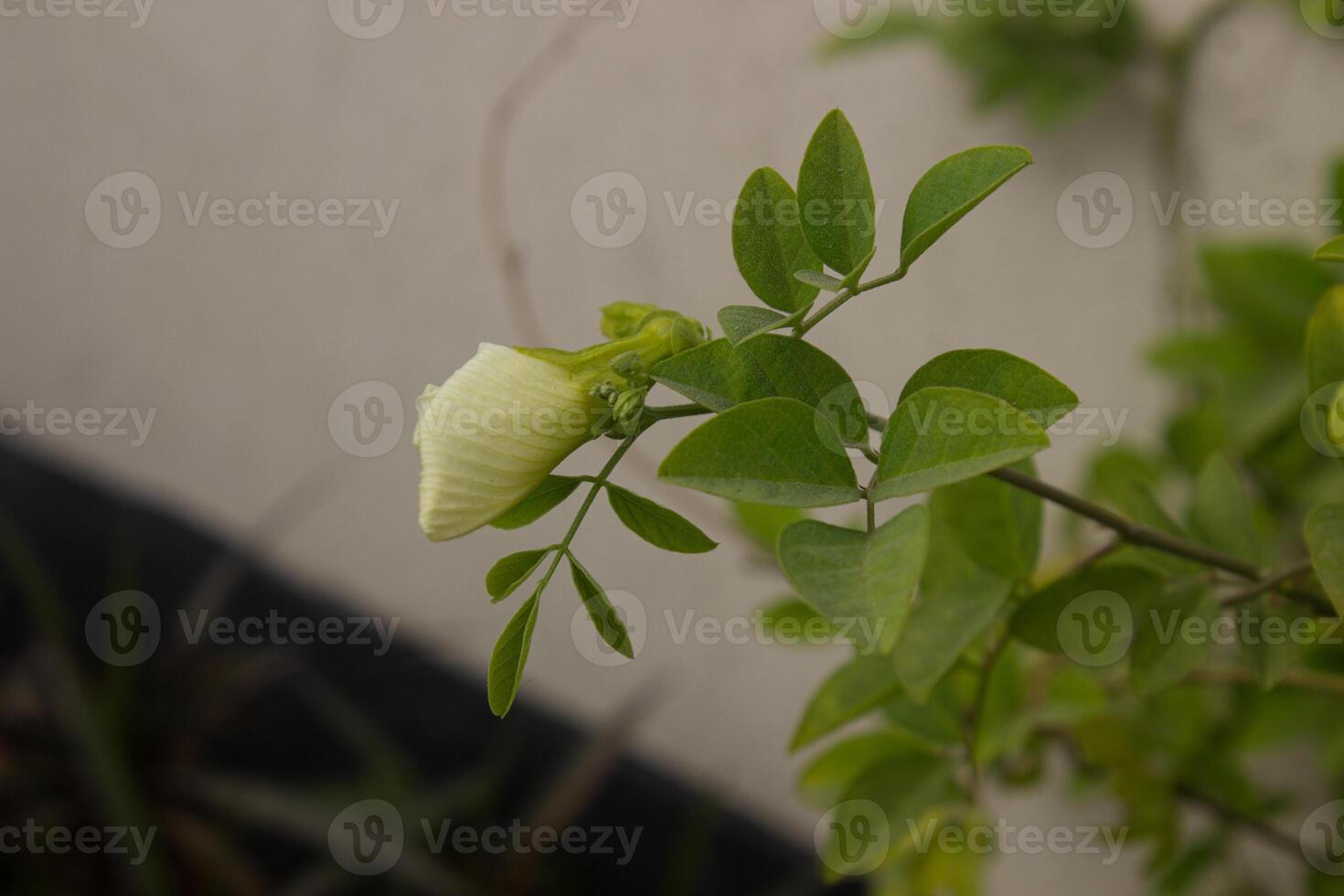 branco flores dentro a jardim chamado clitoria ternatea, bluebell vin, ásia pombos foto