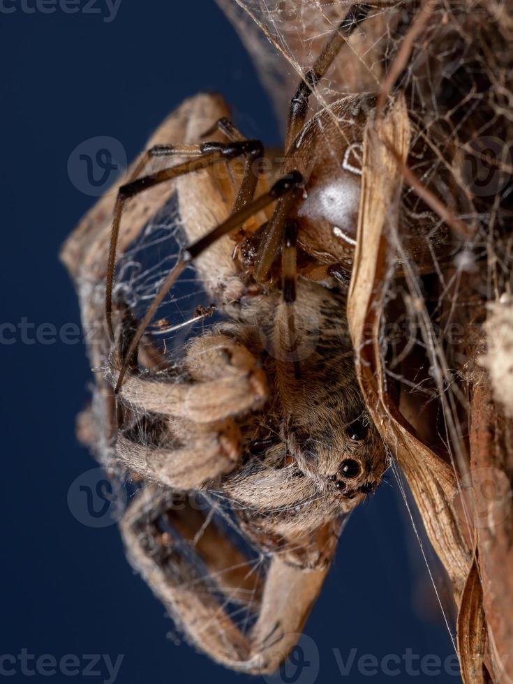 aranha lobo adulta atacada por uma aranha viúva marrom foto