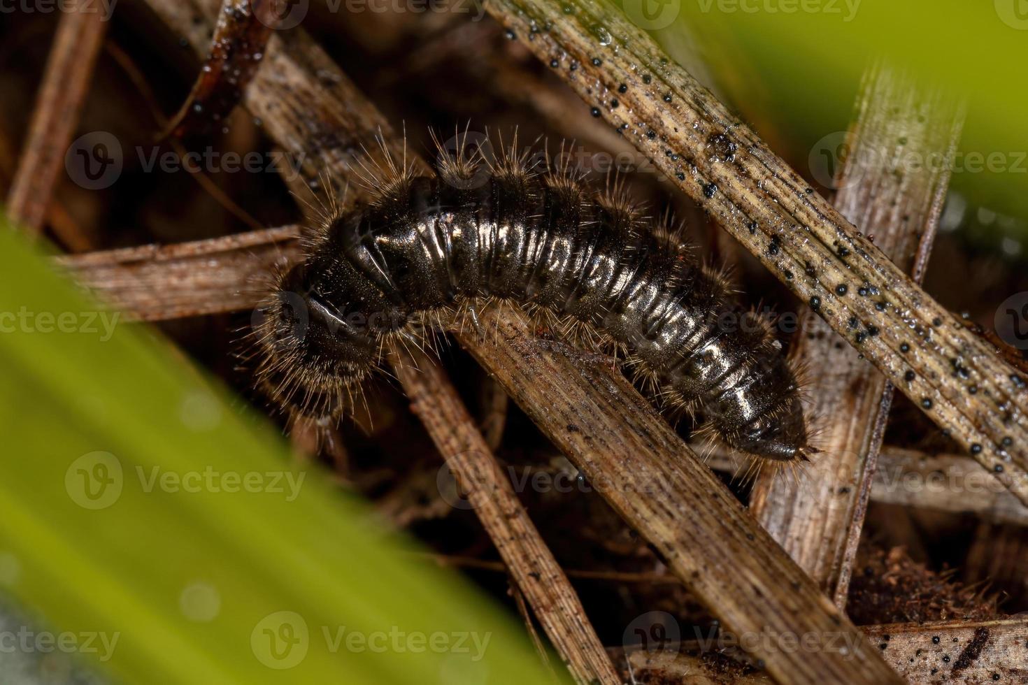 larva de besouro articulado foto