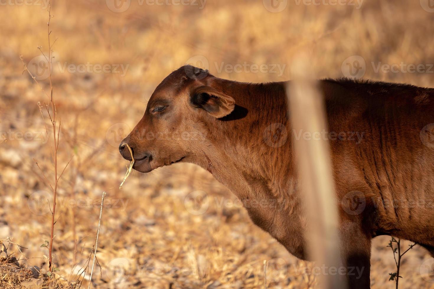 vaca em uma fazenda foto