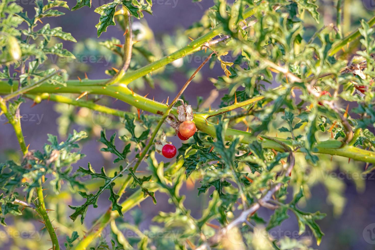 planta de burro de búfalo vermelho foto