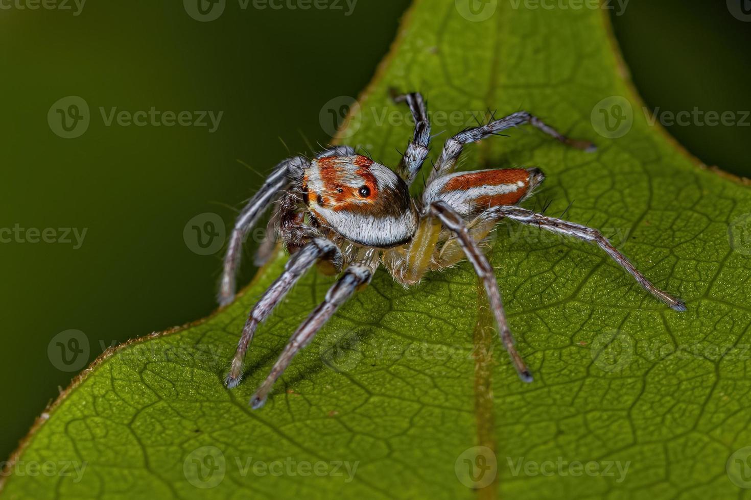 aranha saltadora macho adulto foto