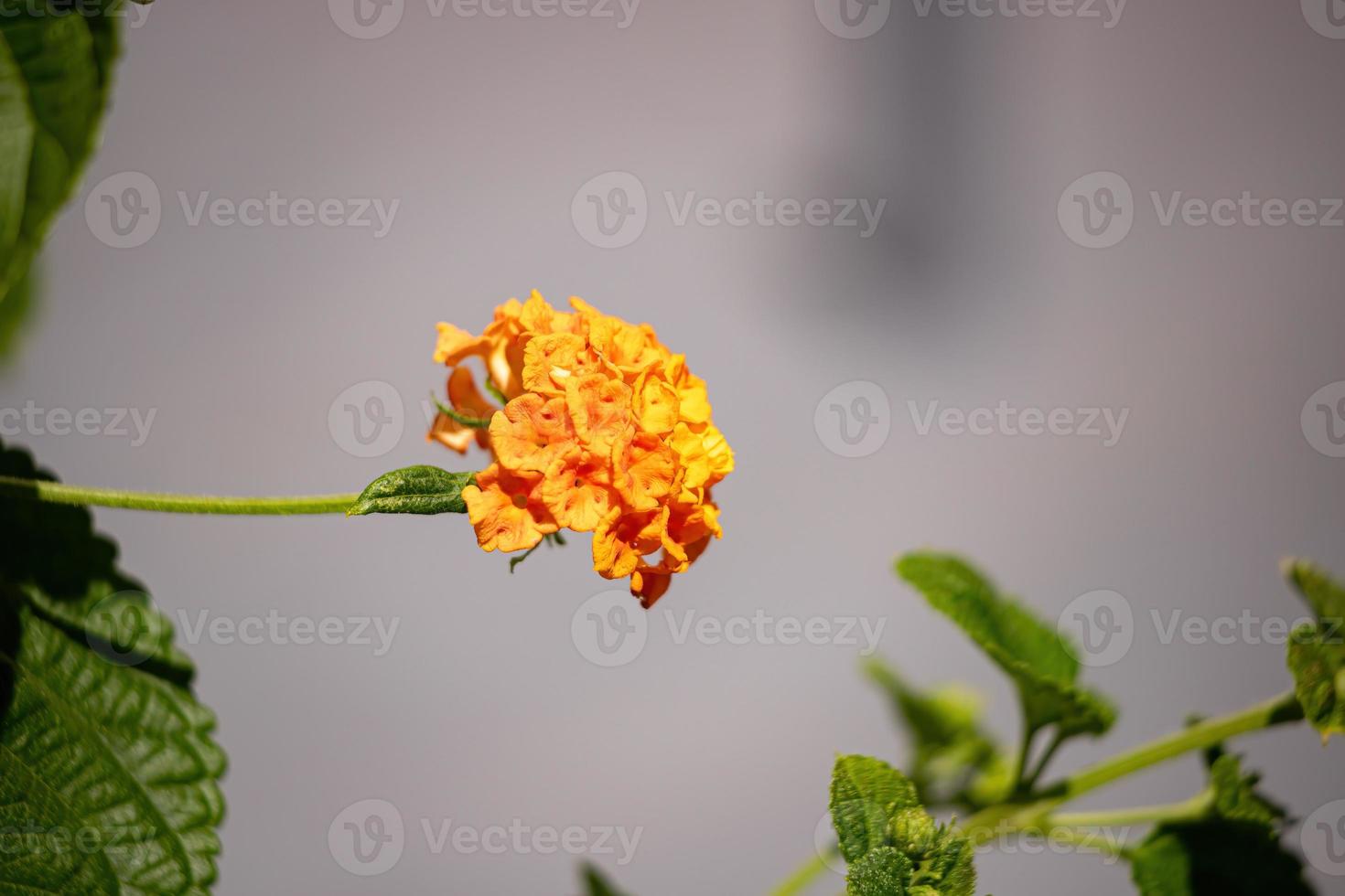 flor de lantana comum foto