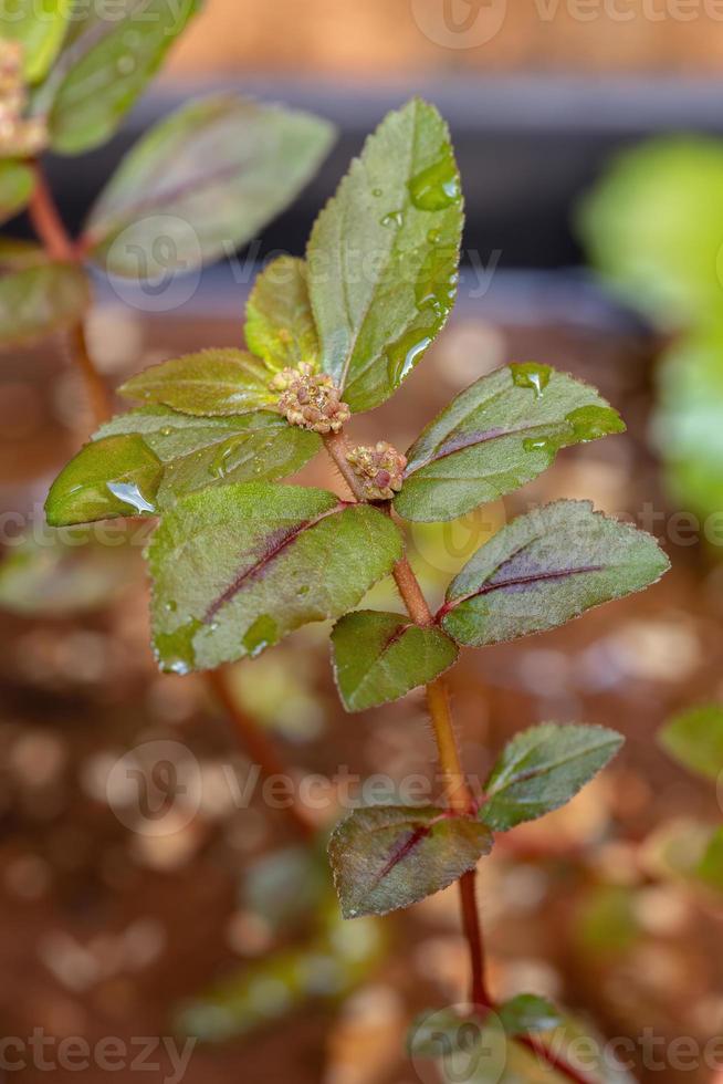 planta de asma em close up foto