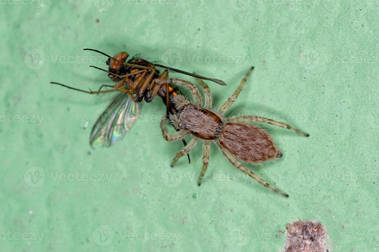 parede cinza aranha saltadora atacando uma mosca de pernas longas foto