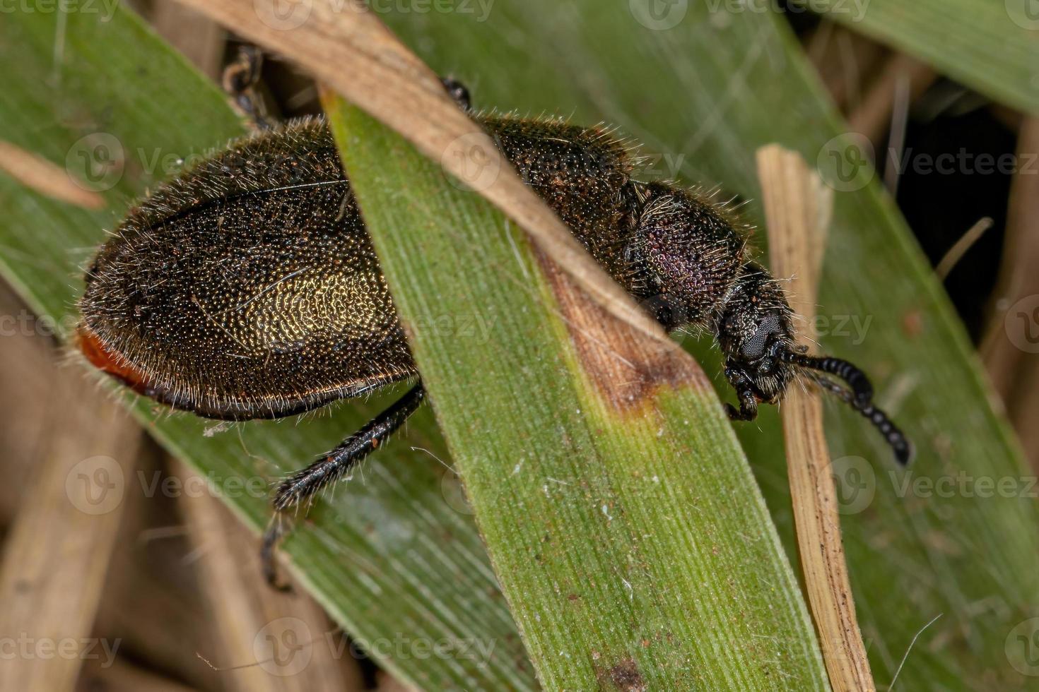 besouro adulto de articulação longa foto