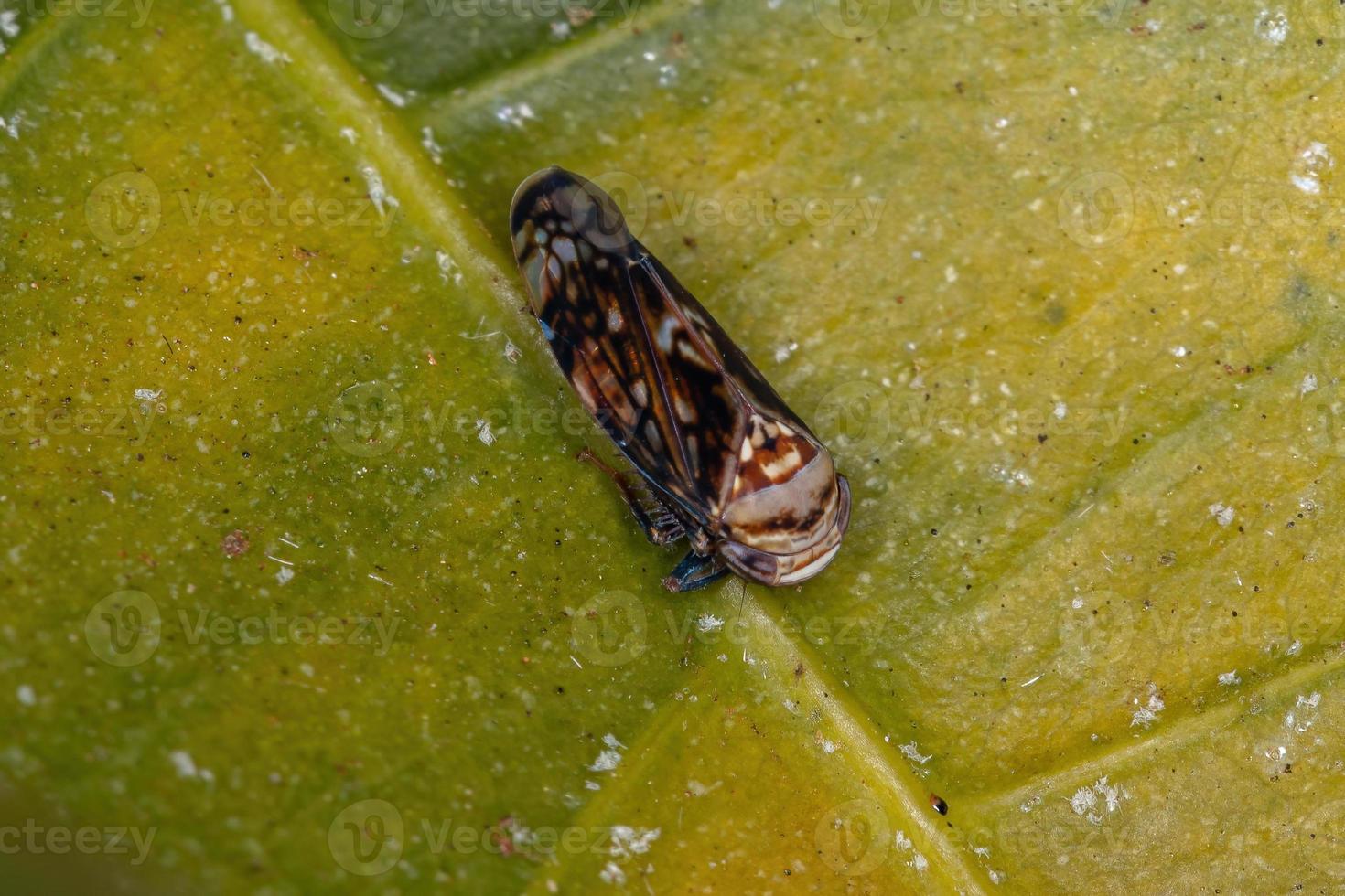 pequena cigarrinha típica foto