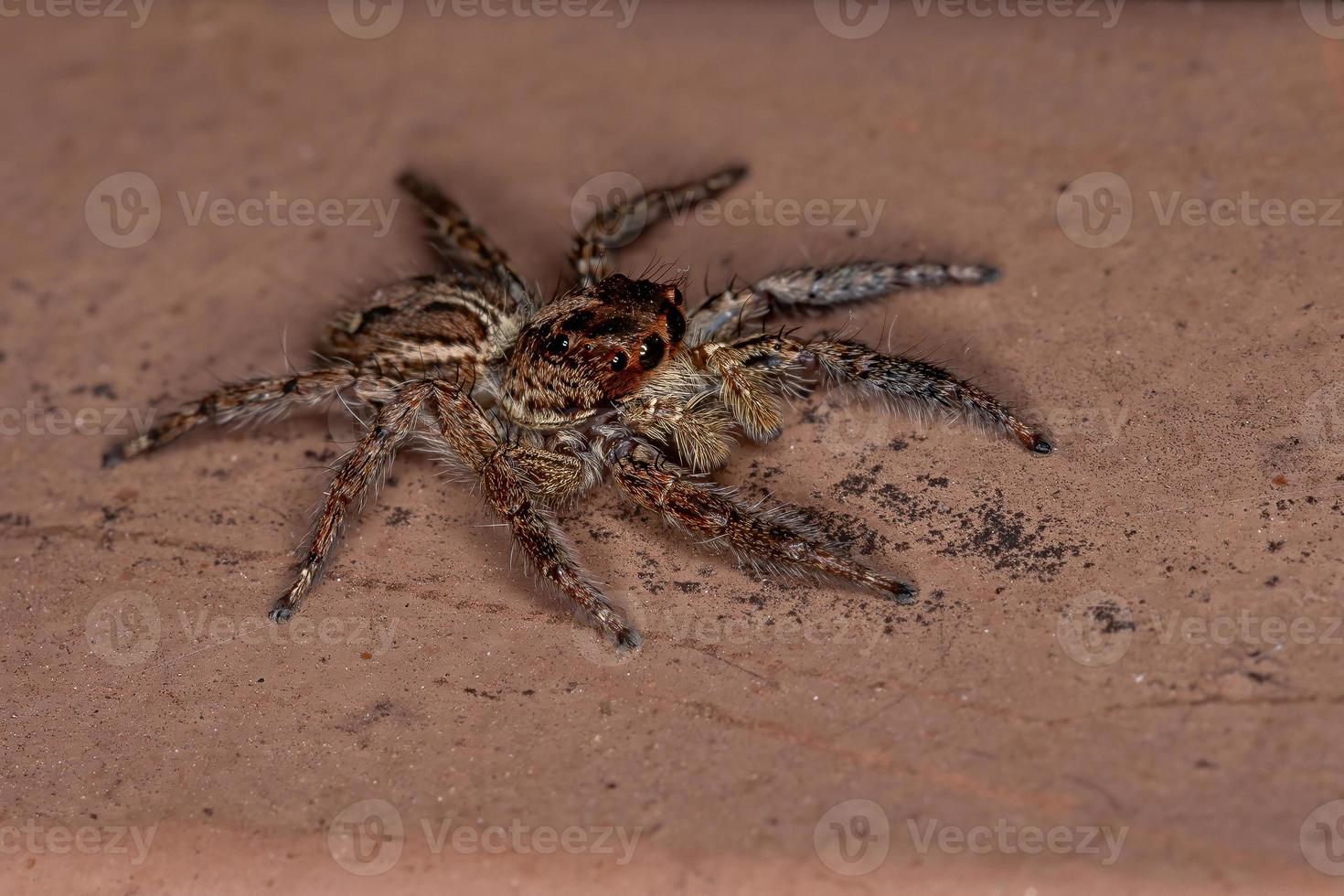 aranha saltadora pantropical foto