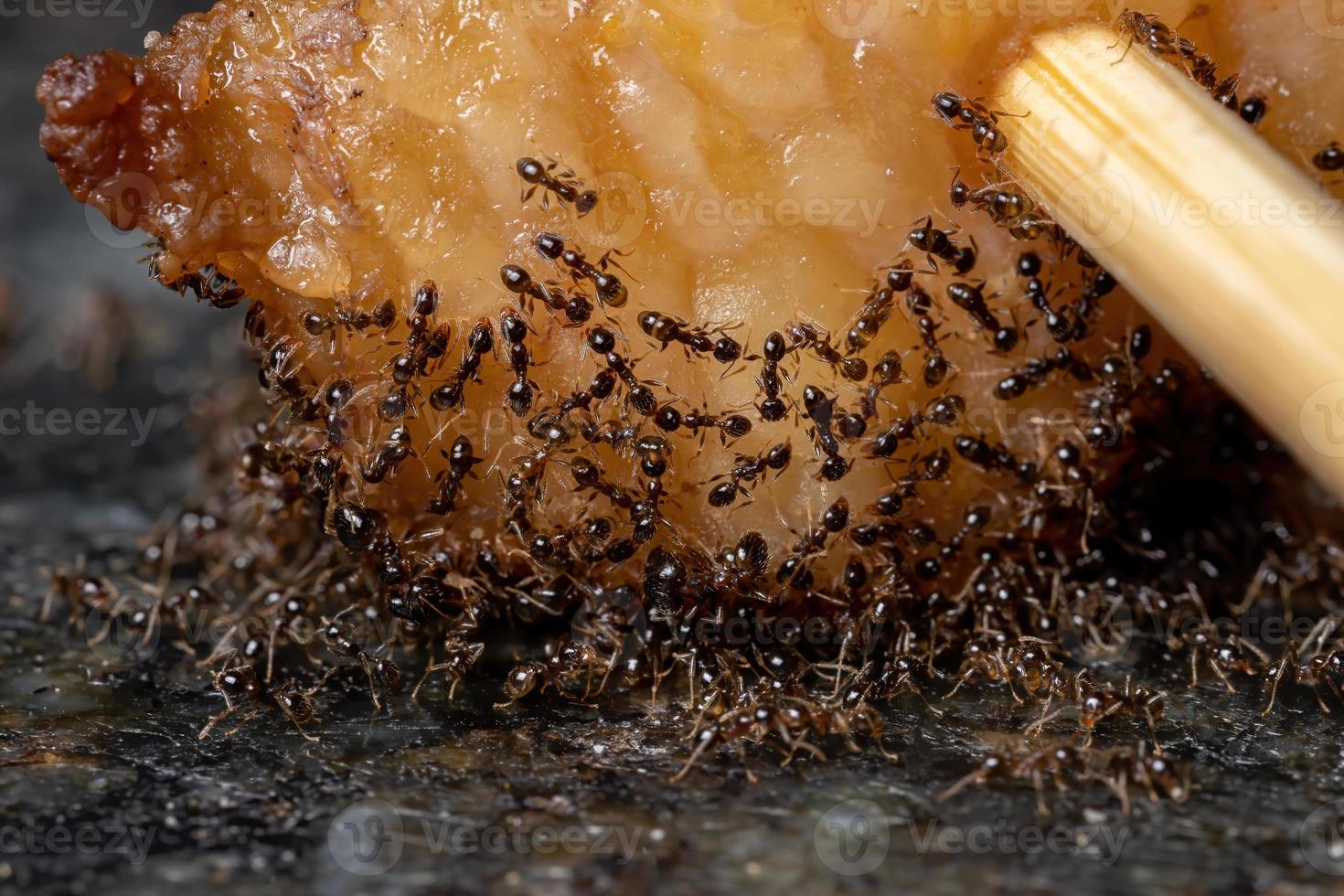 pequenas formigas de cabeça grande em gordura animal foto