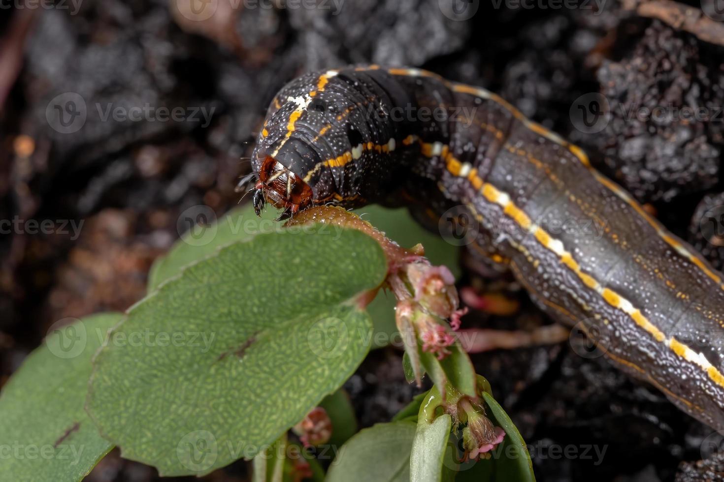 lagarta comendo uma trepadeira cáustica vermelha foto